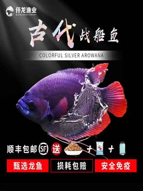 招財魚|招財魚(戰船魚):外形特徵,分布範圍,生活習性,飼養方法,。